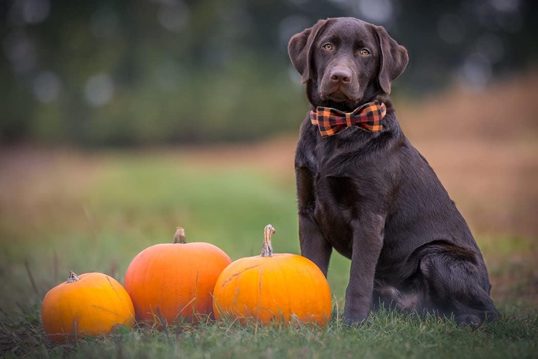Dog Collar with Bow, Bowtie Dog Collar, Adjustable Fall Dog Collars for Small Medium Large Dogs